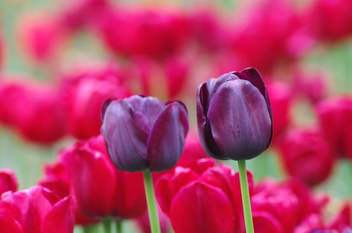 百花齐放，匠心筑梦——欧洲花卉展巡礼