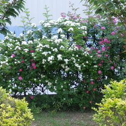 语曦多花蔷薇 四季易攀援的观花植物，盆景价格、图片与品牌信息全解析