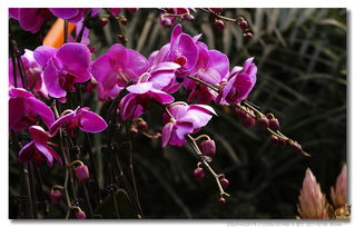 花卉之美 自然的色彩与生命的诗篇