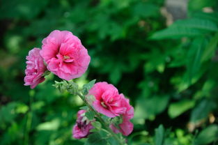 巧用16-85mm镜头，捕捉花卉的灵动之美——从入门到精通的拍摄实践指南