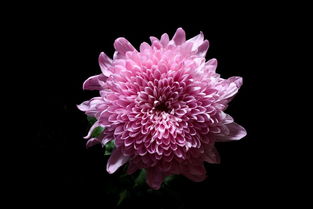 花卉饲料 从观赏到实用的跨界新宠