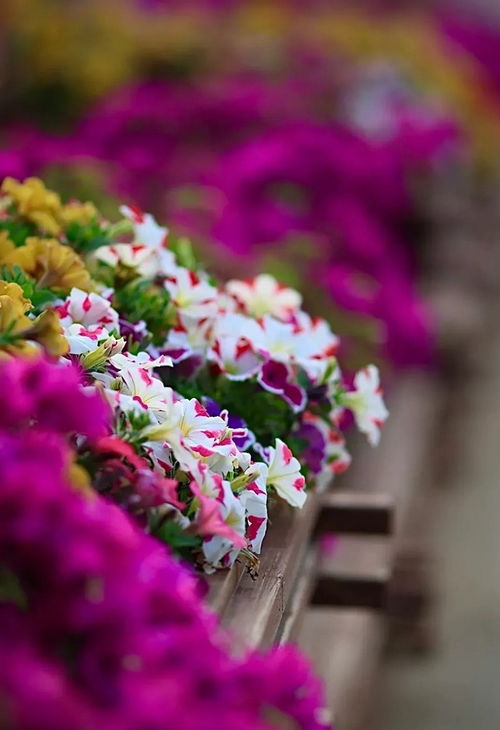 绽放的瞬间 花卉写真的艺术与情感