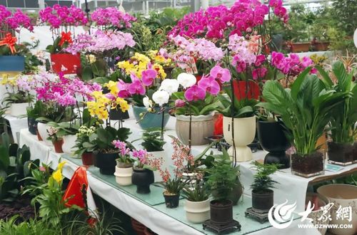 元宵佳节将至，快来日照五里河花卉园挑选年宵花吧！