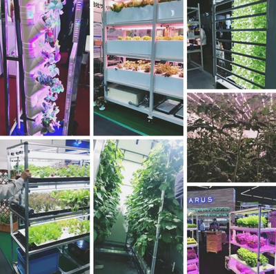 寰太国际展览 绿植盆栽的生态美学与未来趋势