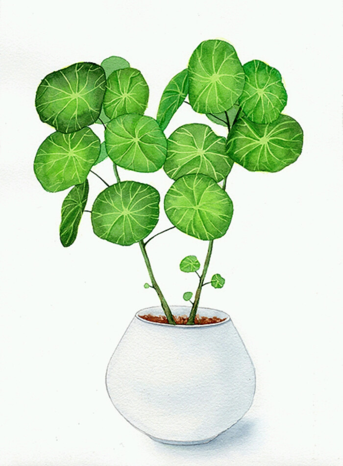 董搞搞水彩花卉作品赏析