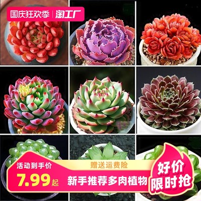 饲料网购新趋势 便利与实惠的养殖新选择