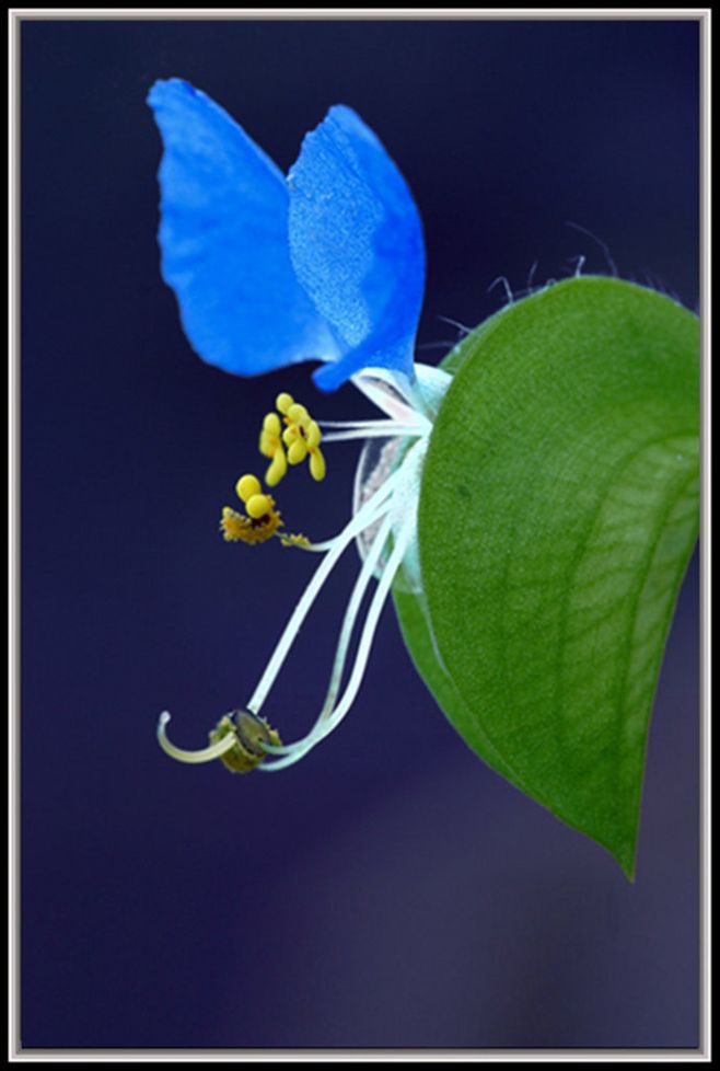 花卉摄影半月赛入围作品赏析