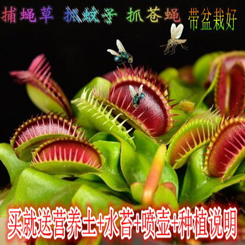 精品迷你植物 室内绿植的独特魅力——食人花、捕蝇草与猪笼草