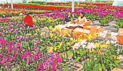 临夏县冬日鲜花产销两旺 绿植盆栽发展势头良好