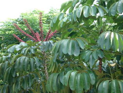 北京绿道兴业 花卉世界网上的饲料进出口产品展示